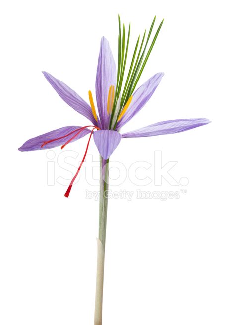 Saffron Flower Stock Photo | Royalty-Free | FreeImages