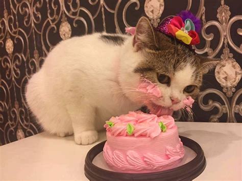 Funny pictures of a cat eating a cake on his birthday – Vuing.com