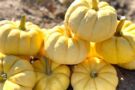 Sunshine | Specialty | Pumpkins | Products | Vegetables | Rupp Seeds