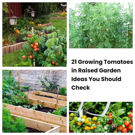 Growing Tomatoes In Raised Garden Ideas You Should Check Sharonsable