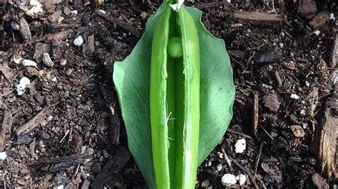 Some Vagina Plants Things That Look Like Vaginas