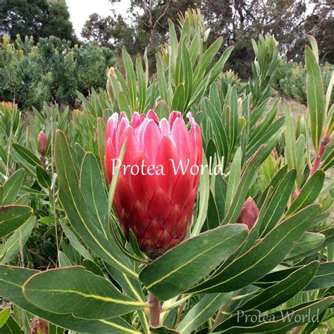 Protea World Protea Plants Online And Nursery Red Ice Protea World