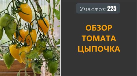 Томат Цыпочка. Вредина с носиком! - YouTube