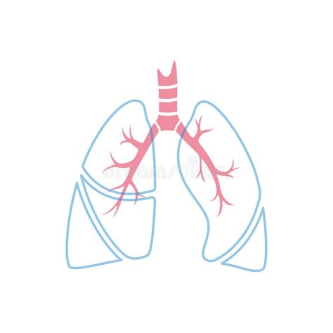 Vector Isolated Illustration Of Lung Stock Illustration Illustration