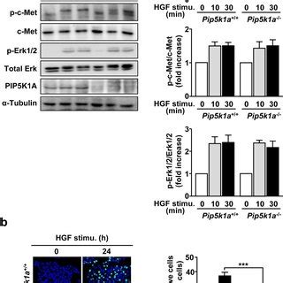 Hgf Promoted Akt Phosphorylation And Cell Proliferation Are Impaired In