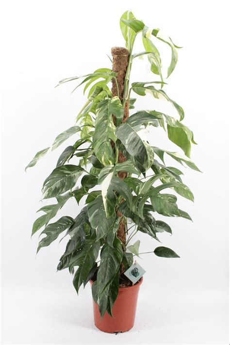 Epipremnum Pinnatum Albo Variegata Plant Wholesale FlorAccess