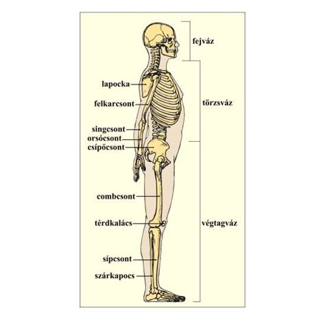 Az Emberi Csontv Z Nagyobb Egys Gei Learning Anatomy Teaching