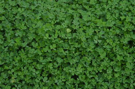 Free Images Nature Lawn Leaf Flower Foliage Green Herb Natural Clover Decorative