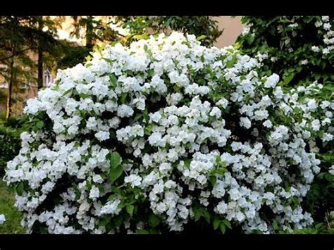 #Чубушник Декоративные #кустарники62 Декоративные растения - YouTube