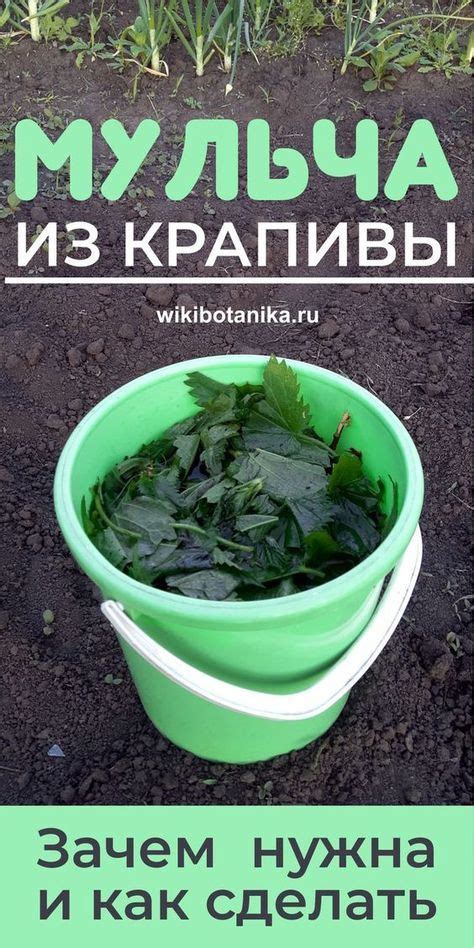 Мульча из крапивы. Зачем нужна и как сделать #сад #огород #подкормка # ...