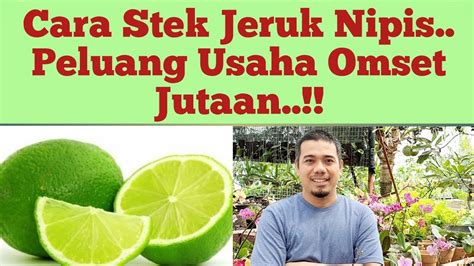 Cara Mudah Stek Jeruk Nipis Cara Menanam Jeruk Nipis Agar Cepat