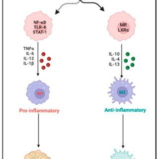 Schematic illustrating macrophage polarization to proinflammatory M1 ...