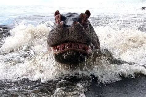 When animals attack: See angry hippo target boatload of terrified ...