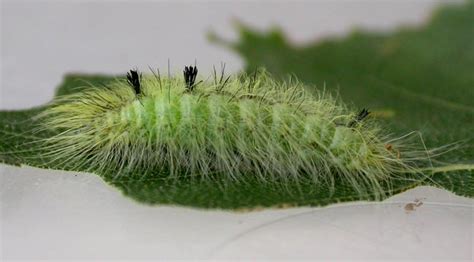 The Miller Intermediate Instar Larva Ukmoths