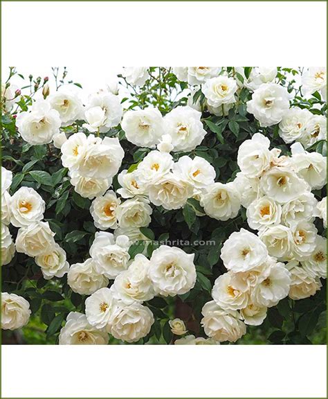 Climbing Rose White Creeper White Rose