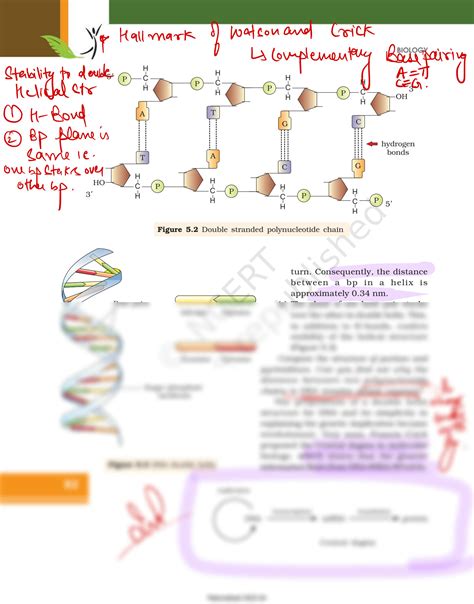 Solution Highlighted Ncert Molecularbasis Of Inheritance Studypool