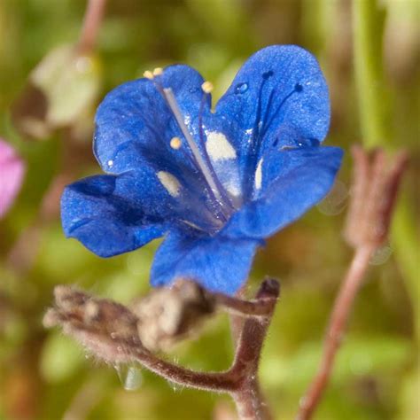 California Blue Bells (pack) - Grow Organic