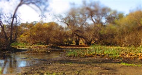 Wintertime Madrona Marsh 0632 Pekabo Flickr