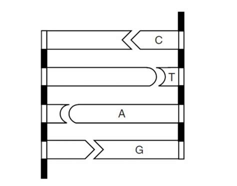 DNA Quiz