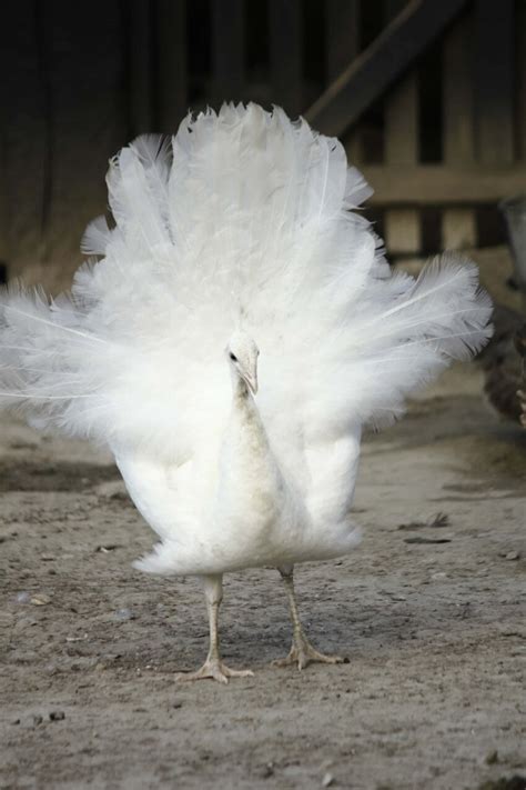 Kostenlose Bild Albino Pfau Feder Gefl Gel Vogel Natur Tierwelt