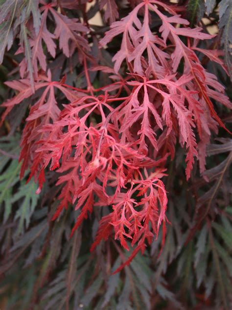 Orangeola Japanese Maple J Frank Schmidt Son Co