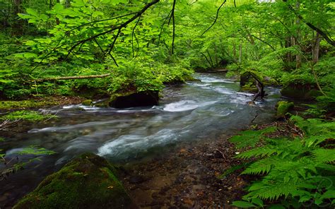 Aomori Flowing Water K No People Stream Flowing Water Lush