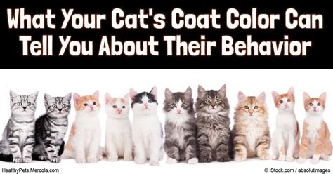 Cats Coat Colors