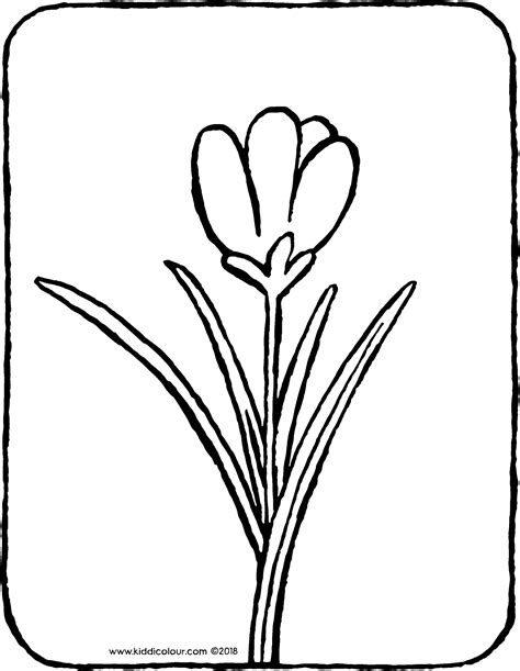 Crocus Coloring Page At Free Printable Colorings