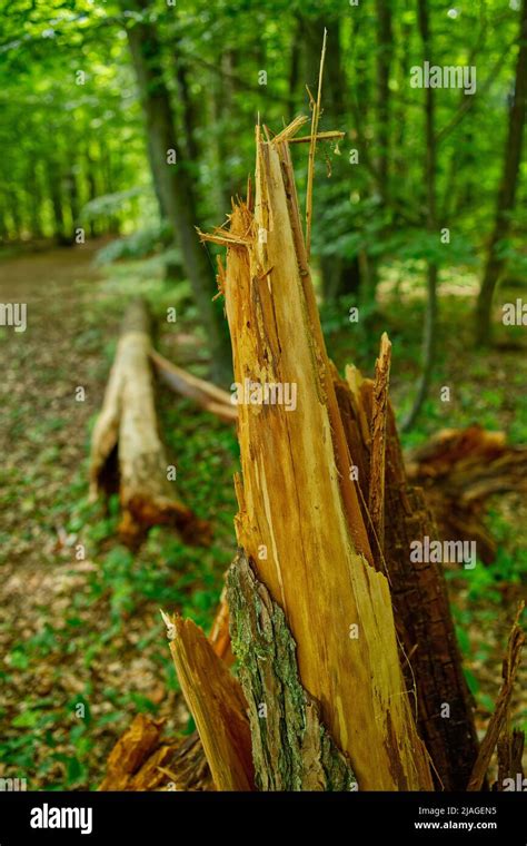 Arbre éclaté Banque de photographies et dimages à haute résolution Alamy