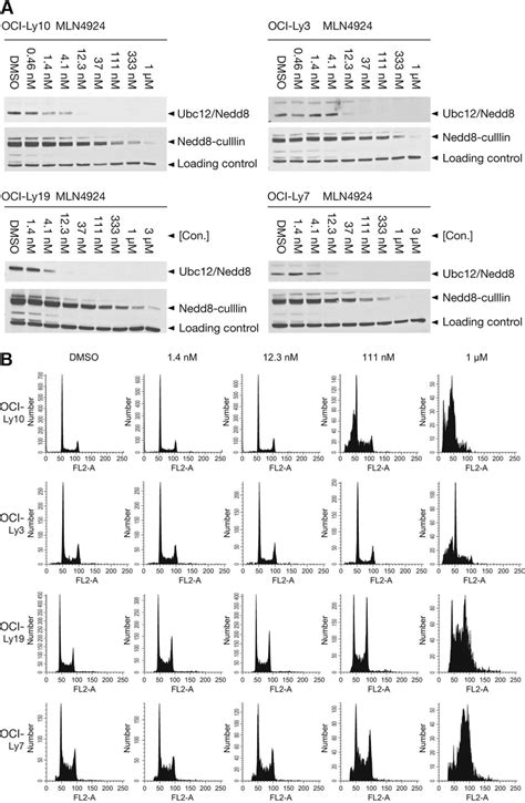 MLN4924 Is A Potent Inhibitor Of NAE And Induces Distinct Cell Cycle