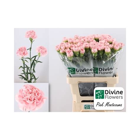 Di St Pink Montezuma Gm 53806 Floraxchange