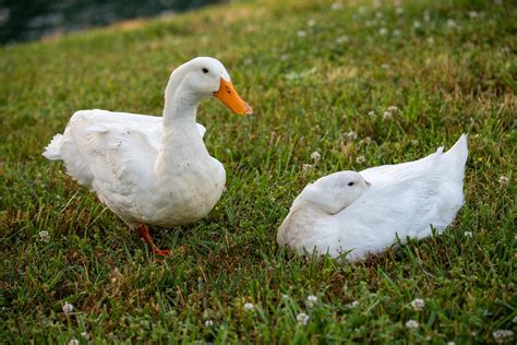 7 Friendliest Pet Duck Breeds in the World (With Info & Pictures) | PangoVet