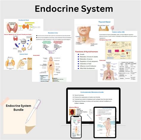 Endocrine System Anatomy Physiology Common Problems And Medications