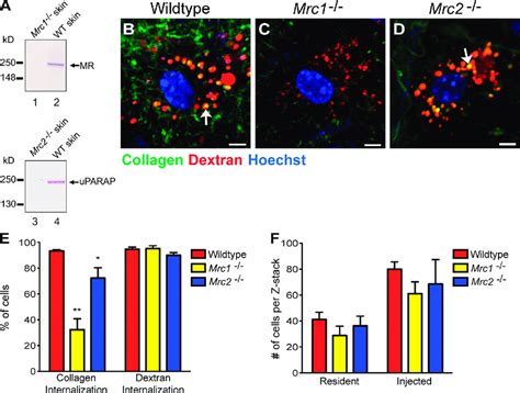 Mr And Uparap Facilitate Intracellular Collagen Degradation In Vivo Download Scientific