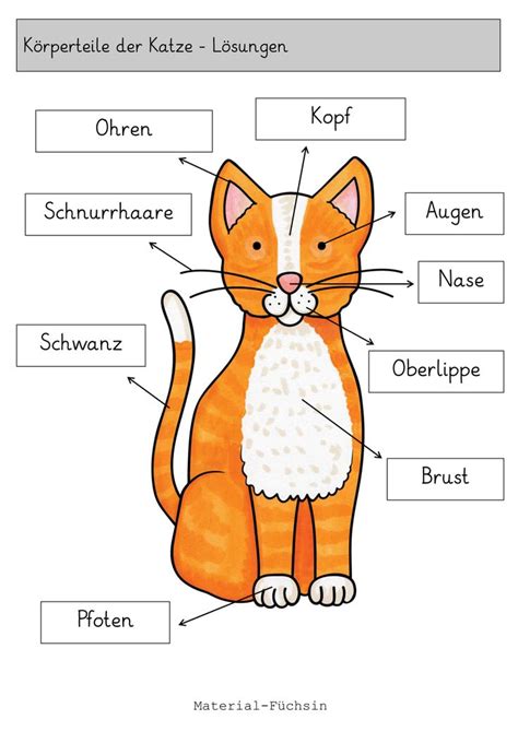 K Rperteile Katze Unterrichtsmaterial In Den F Chern Biologie