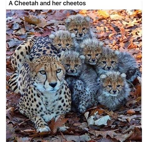 The best cheetah memes :) Memedroid