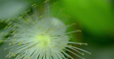 Mirt Bilder – Durchsuchen 90 Archivfotos, Vektorgrafiken und Videos ...