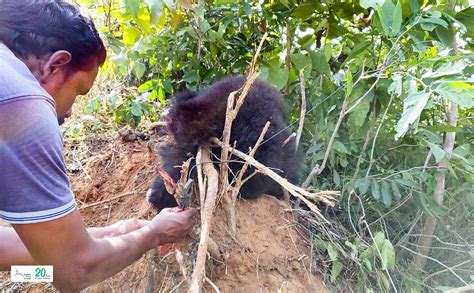 Sloth Bear Cub trapped in a snare, successfully rescued by WTI ...