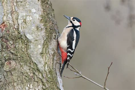 Great Spotted Woodpeckers