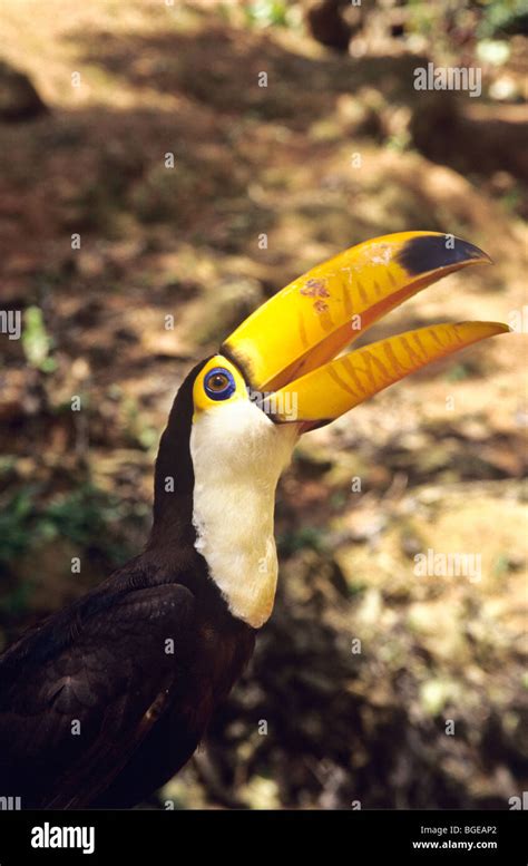 Toucan Amazon River Brazil Stock Photo - Alamy