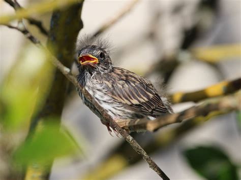 House Sparrow Nesting (Behavior, Eggs + Location) | Birdfact