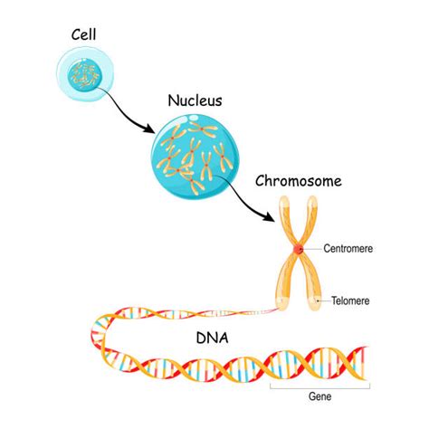 Chromatin In A Cell Model 