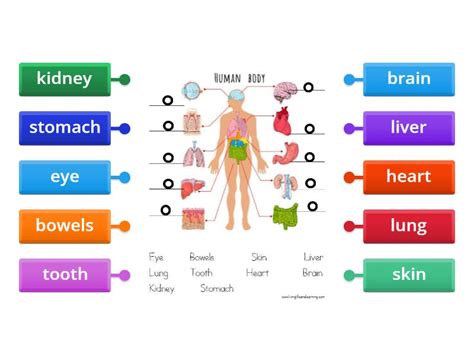 Internal organs for young learners - Labelled diagram