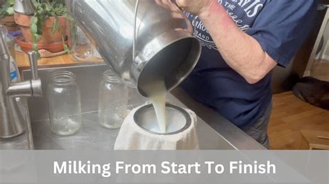 Milking A Cow From Start To Finish Milking Machine