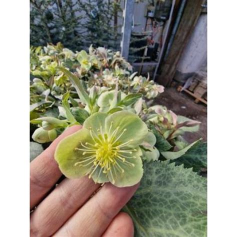 Кукуряк Градински Зелен от Plants.bg с отлична цена