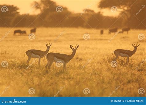 Por Do Sol Da Gazela Fundo Dos Animais Selvagens De Frica Natureza