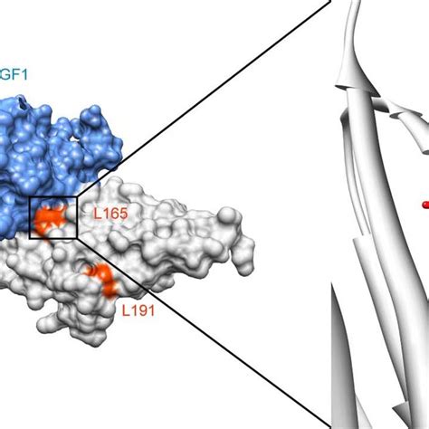 FGFR1 Mutations Are Found In Patients With Harts Fi Eld Syndrome A