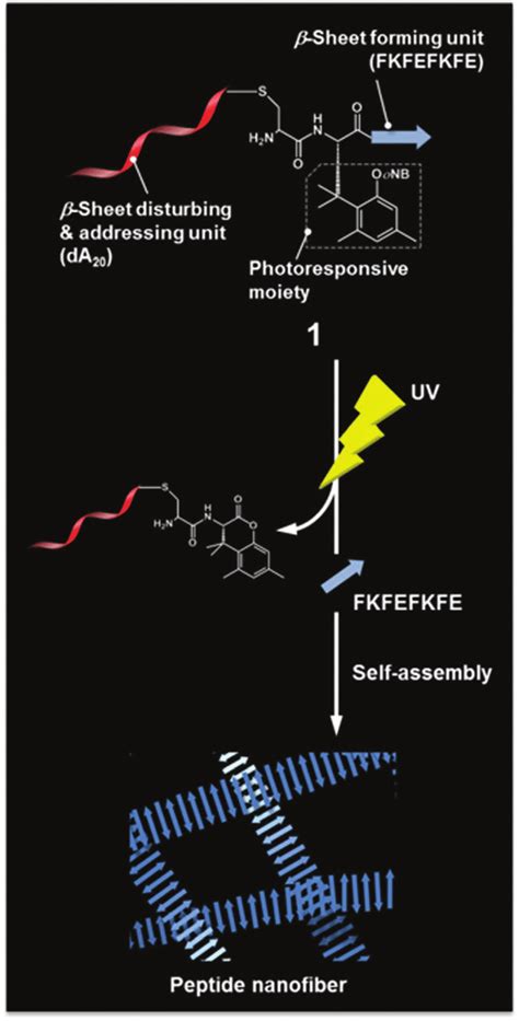 Schematic Illustration Of The Photocleavage Reaction Of Dnaconjugated