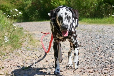 13 Best Dog Breeds For Hiking