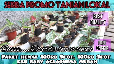 AGLAONEMA TANIAN LOKAL PAKET HEMAT AGLONEMA DAN BABY BABY AGLONEMA